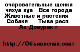 очаровательные щенки чихуа-хуа - Все города Животные и растения » Собаки   . Тыва респ.,Ак-Довурак г.